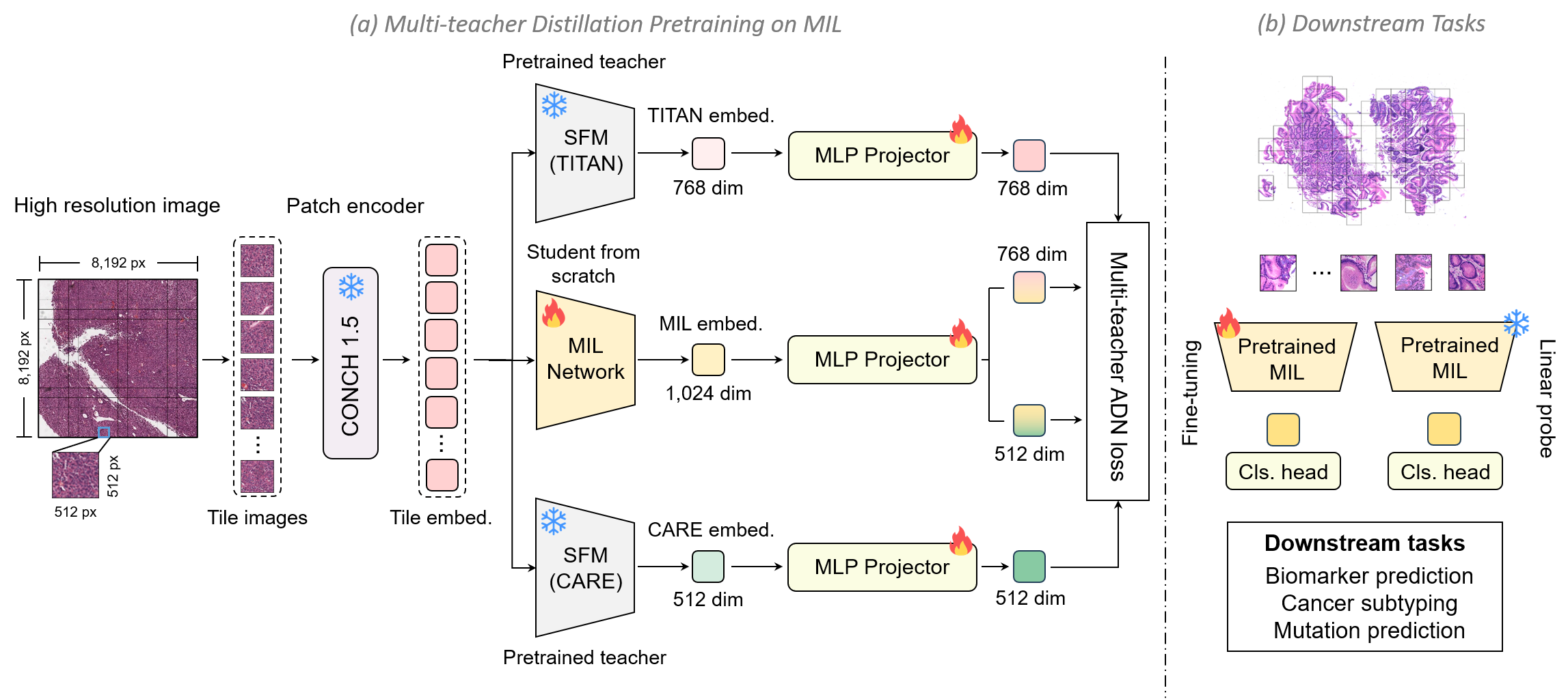 Pretraining MIL teaser